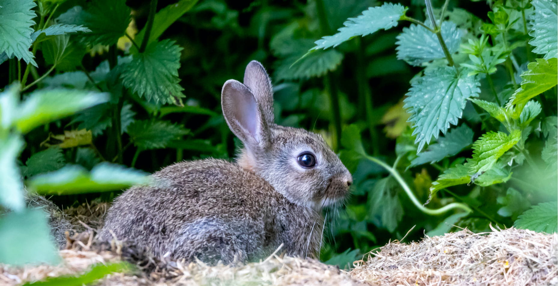 Image lapin test sur les animaux cruelty free